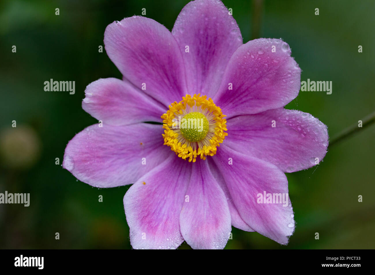 Blühende japanische Anemone (hupehensis, thimbleweed, Wildflower) isolierten Makro Nahaufnahme shot mit Blütenblättern, die mit wenigen Tropfen Wasser. Stockfoto