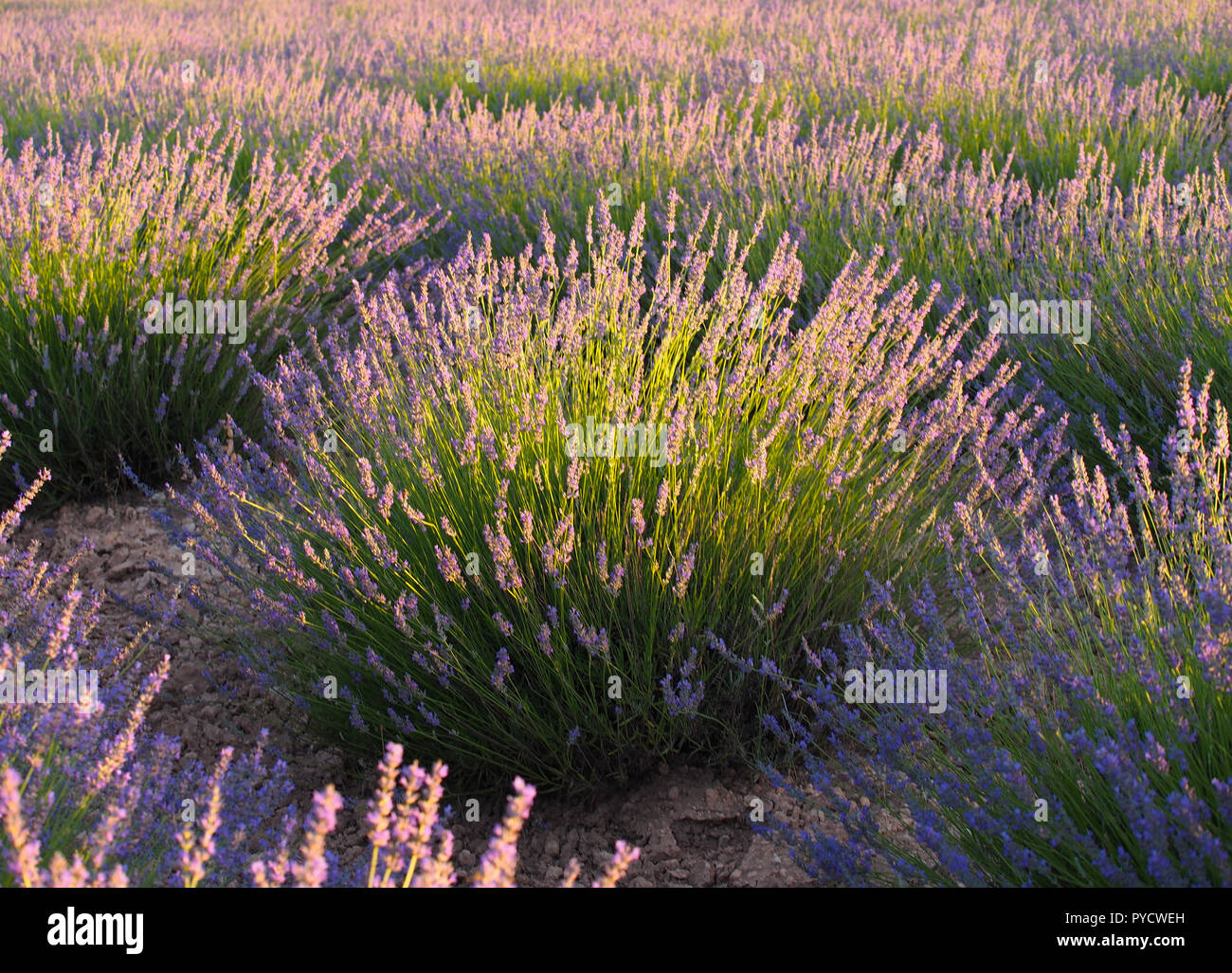 Sonnenuntergang. Lavendelfeld im Sonnenlicht, Spanien. Schönes Bild von lavendelfeld. Lavendel Blume Feld, Bild für natürliche Hintergrund. Sehr schöne Sicht auf die l Stockfoto