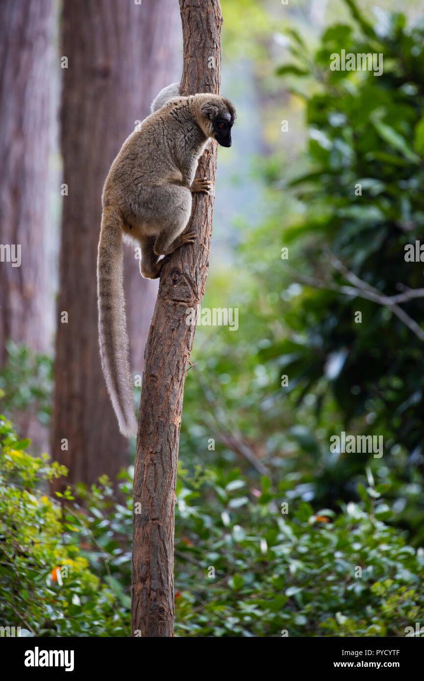 Gemeinsame Braun Lemur, Eulemur fulvus, Vakona Forest Reserve, Madagaskar Stockfoto