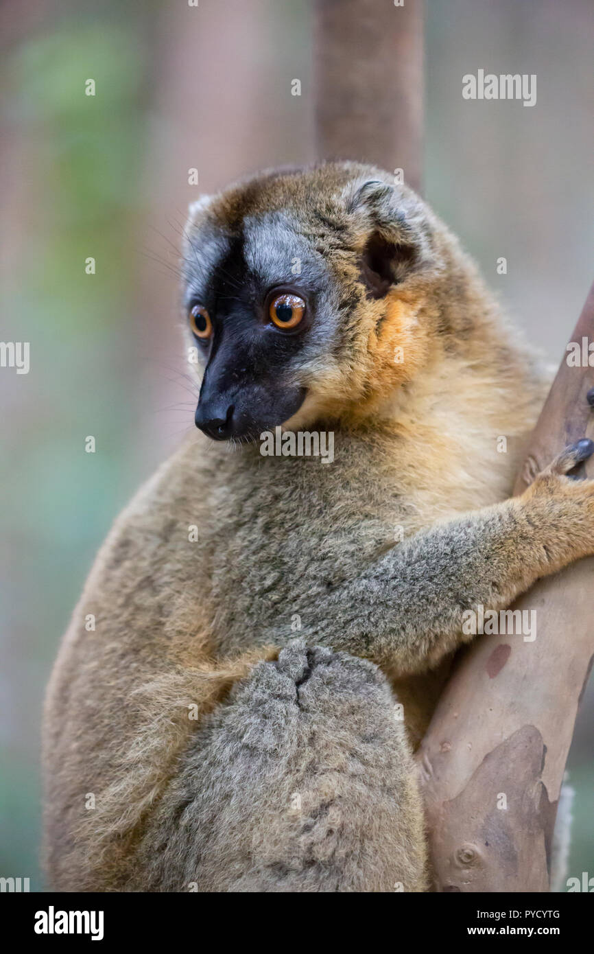 Gemeinsame Braun Lemur, Eulemur fulvus, Vakona Forest Reserve, Madagaskar Stockfoto