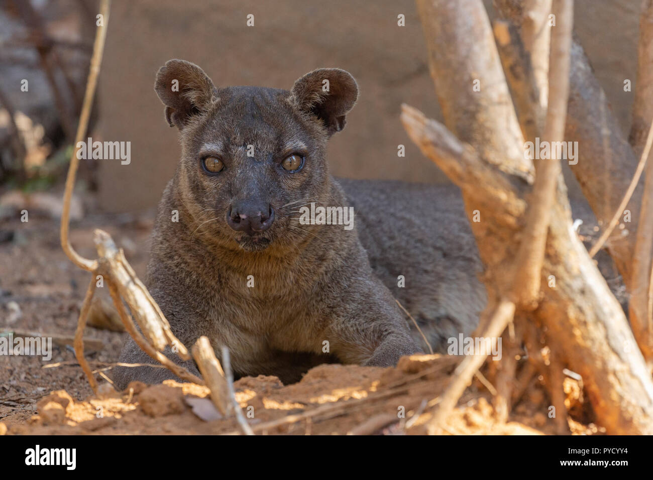 Fossa, Cryptoprocta ferox, Kirindy, Madagaskar. Familie Eupleridae Stockfoto