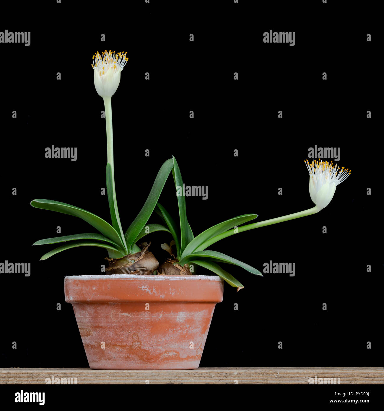 Pinsel, Pinsel, Lily, Haemanthus albiflos, eine saftige Birne aus Südafrika (im Anbau). Familie der Amaryllidaceae Stockfoto