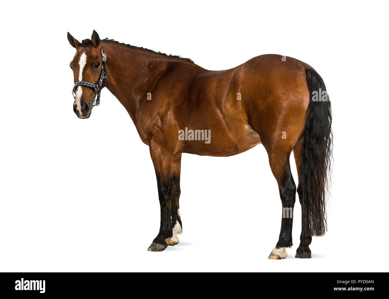Welsh Pony - 17 Jahre alt, Equus ferus Caballus Stockfoto