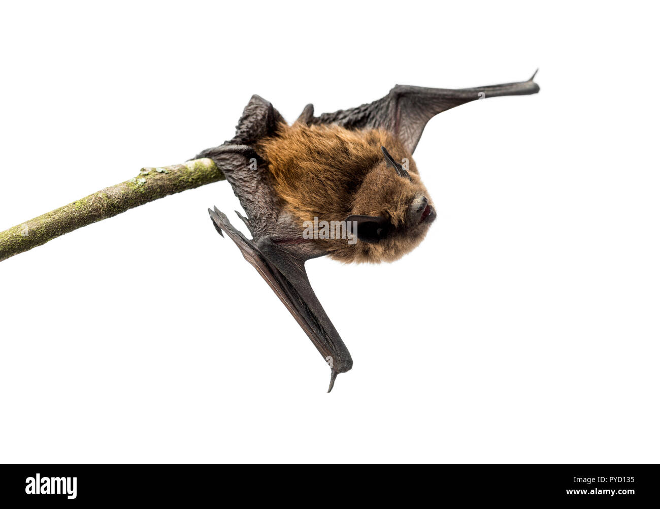 Alte gemeinsame verbogen - Flügel bat thront auf einem Zweig Stockfoto