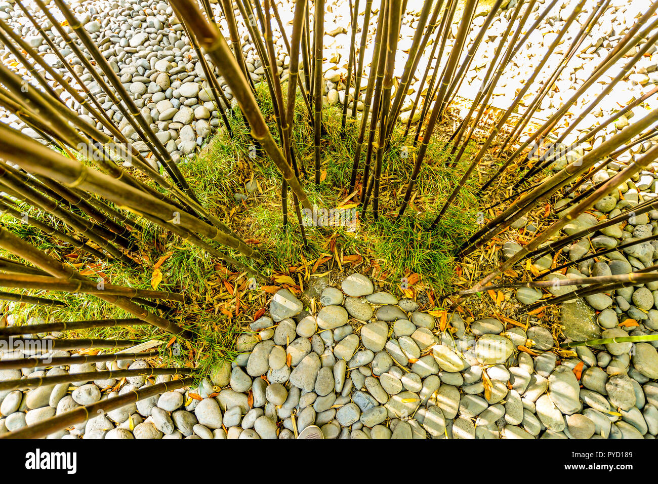 Bambus wchst in der tropische Garten Monte Palace auf Madeira - Portugal  Stockfotografie - Alamy