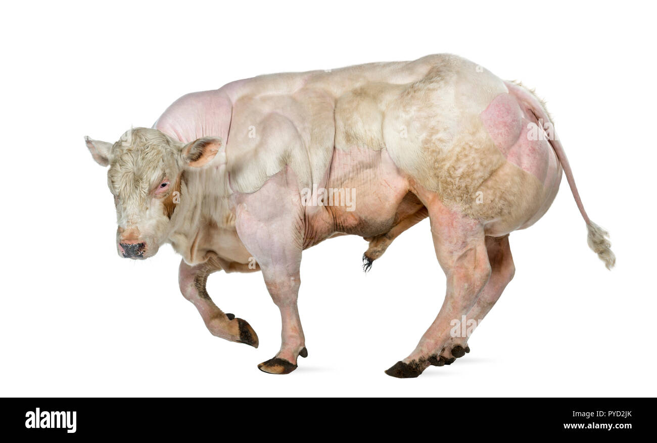 Blaue Belgier Stier (8 Monate alt) isoliert auf weißem Stockfoto Blaue Belgier Stier (8 Monate alt) isoliert auf weißem Stockfoto