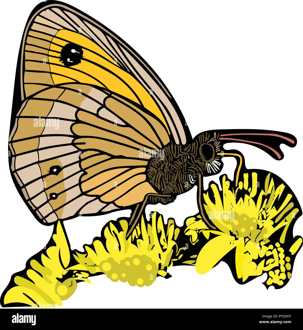 Farbe vektorgrafik von Gatekeeper Butterfly nectaring auf Blumen. Stock Vektor