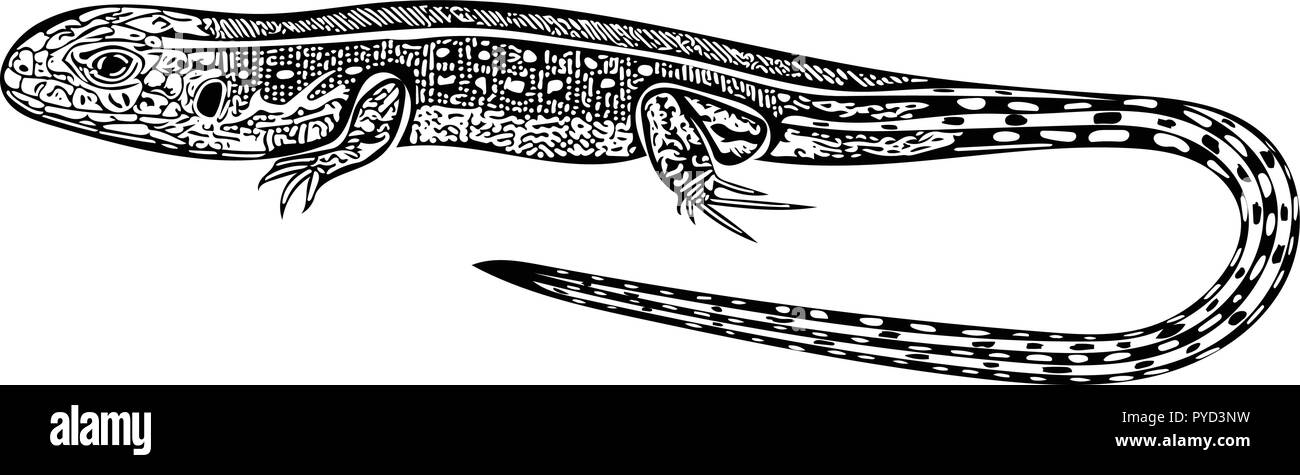 Einfarbige Vektorgrafik von Sand lizard Seite - auf. Stock Vektor