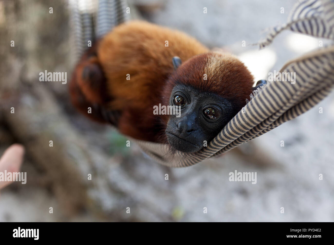 Ein Affenbaby ruht in einer Hängematte in ein Tier Recovery Center im Amazonas Regenwald. Stockfoto