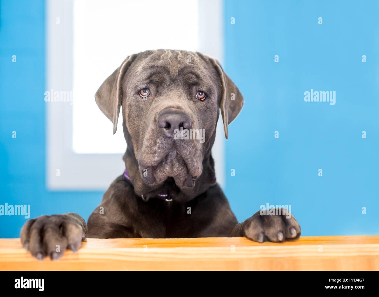 Eine große reinrassiger Cane Corso mastiff Hund steht mit seinen Pfoten auf einem Felsvorsprung Stockfoto