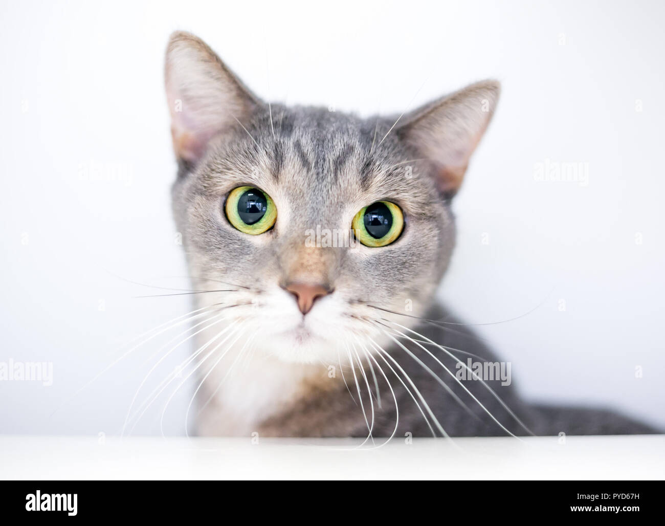 Ein wide-eyed inländischen Kurzhaarkatze mit großen geweitete Pupillen Stockfoto