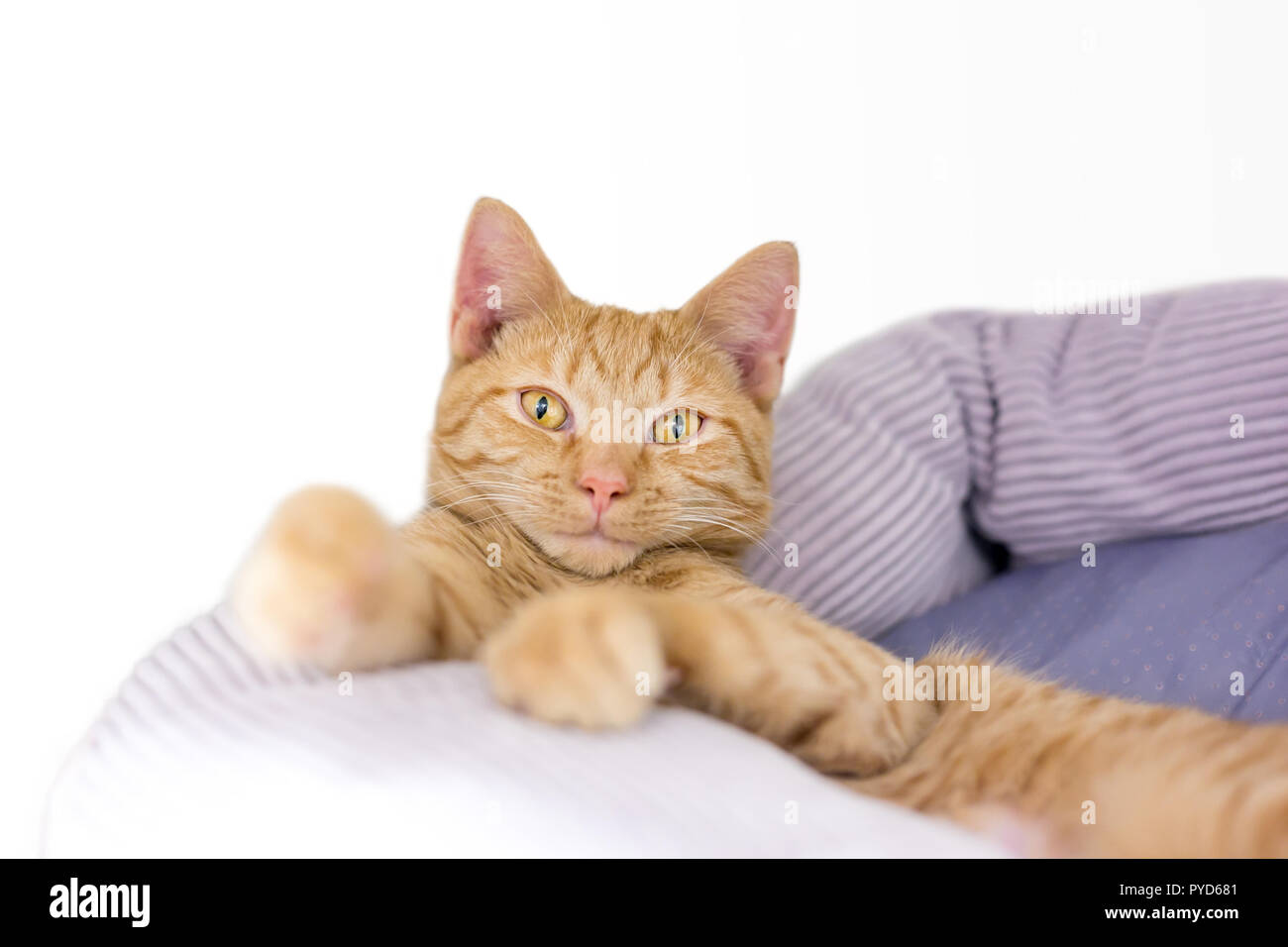 Eine Süße Orange Tabby Kitten Entspannen In Einer Katze Bett
