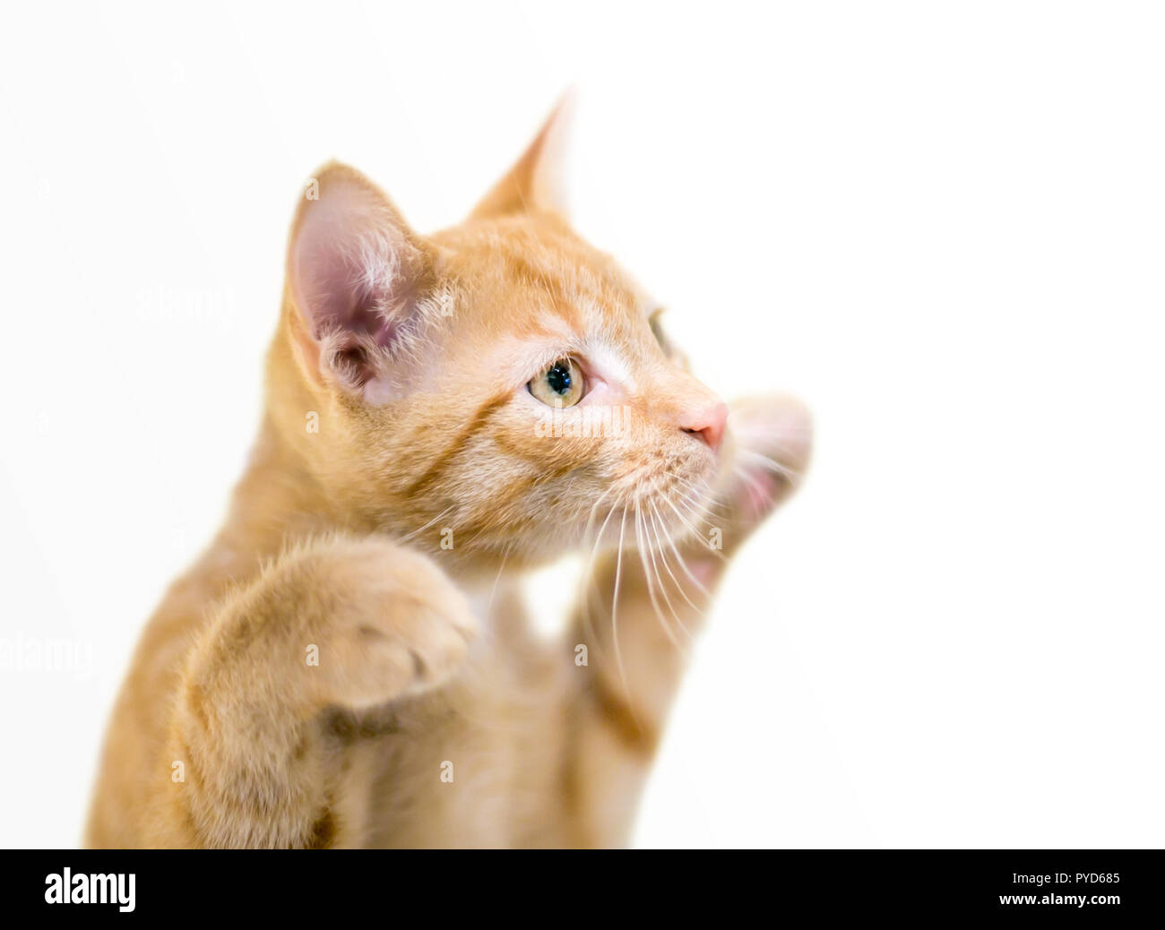 Eine süße Orange tabby inländischen Kurzhaar Kätzchen mit seinen Pfoten auf spielerische Geste angehoben Stockfoto