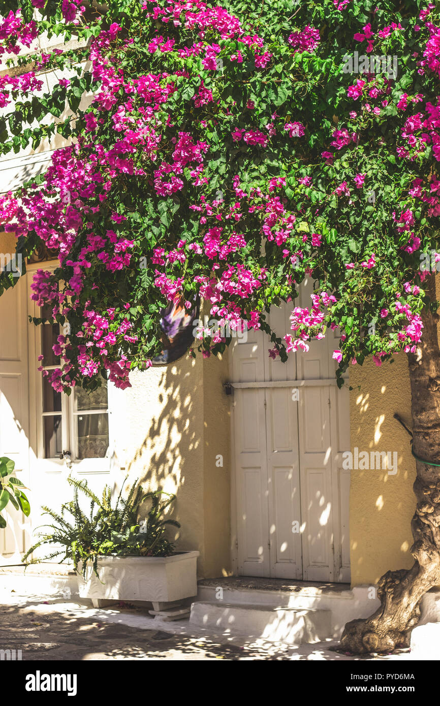 Straßen von neorio Stadt in Poros Island, Griechenland; Bäume mit rosa Blumen in engen Straßen, die hauseingänge Stockfoto