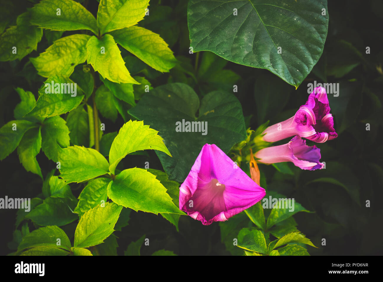 Morning glory Blumen; floral background Stockfoto