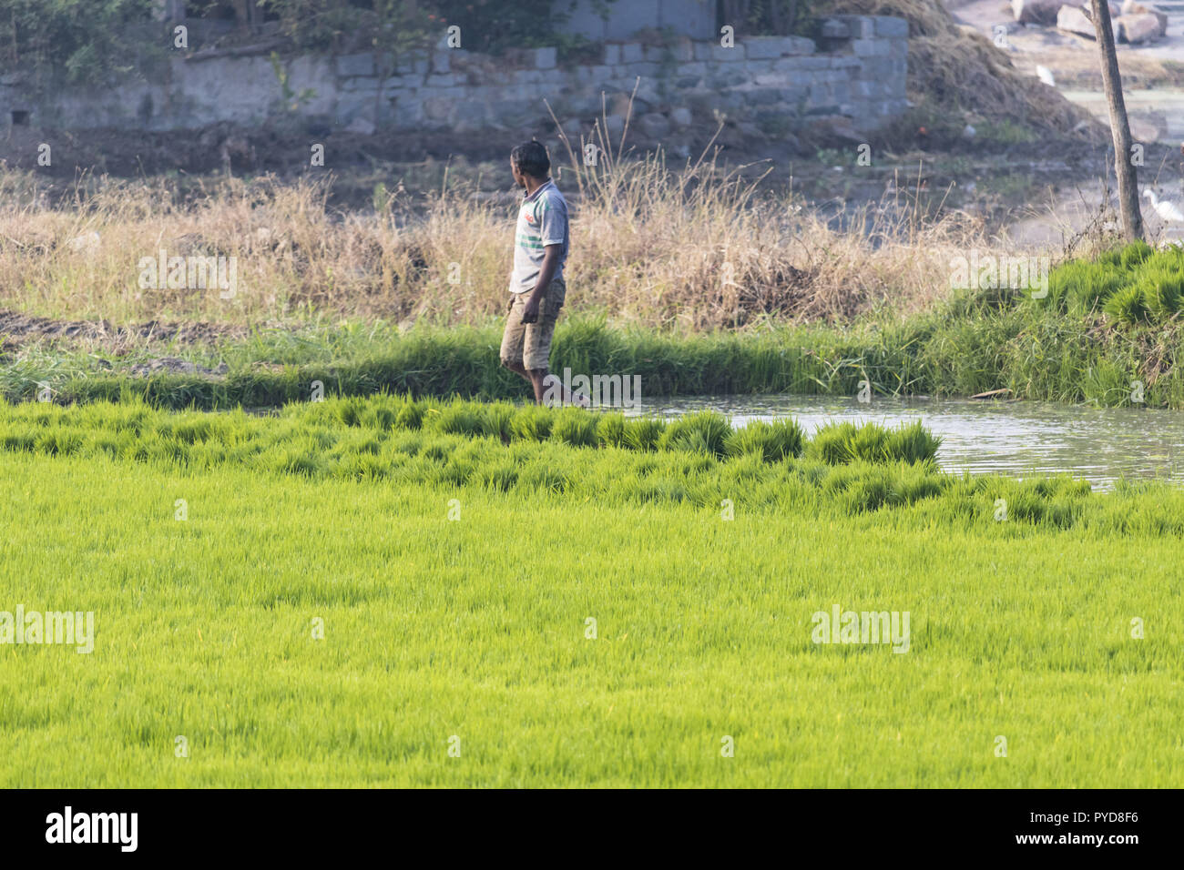 Indische Bauern, die in ihre Landwirtschaft feild, am frühen Morgen in anegundi Stockfoto