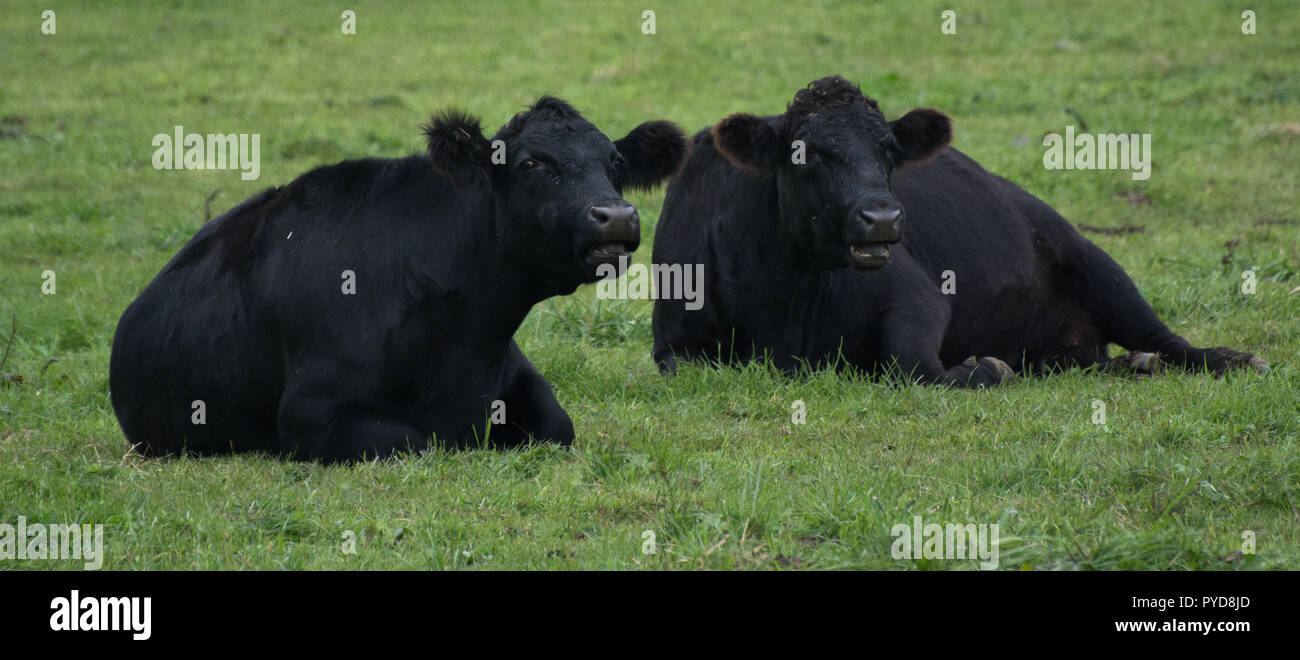 Zwei Black Angus Kühe Festlegung in einer grünen Weide Stockfoto