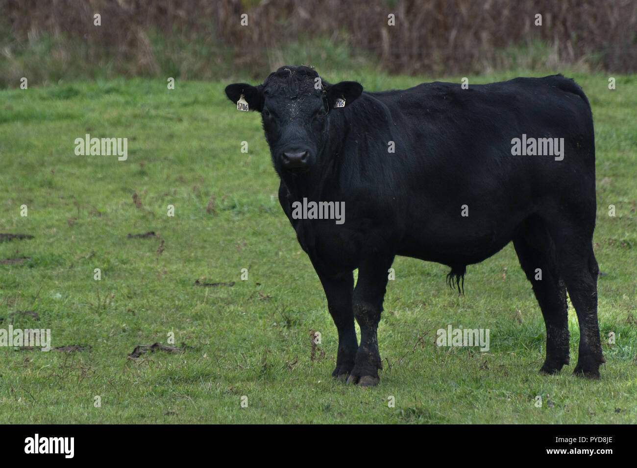 Ein Black Angus Kuh stehend in ein Feld in die Kamera schaut Stockfoto