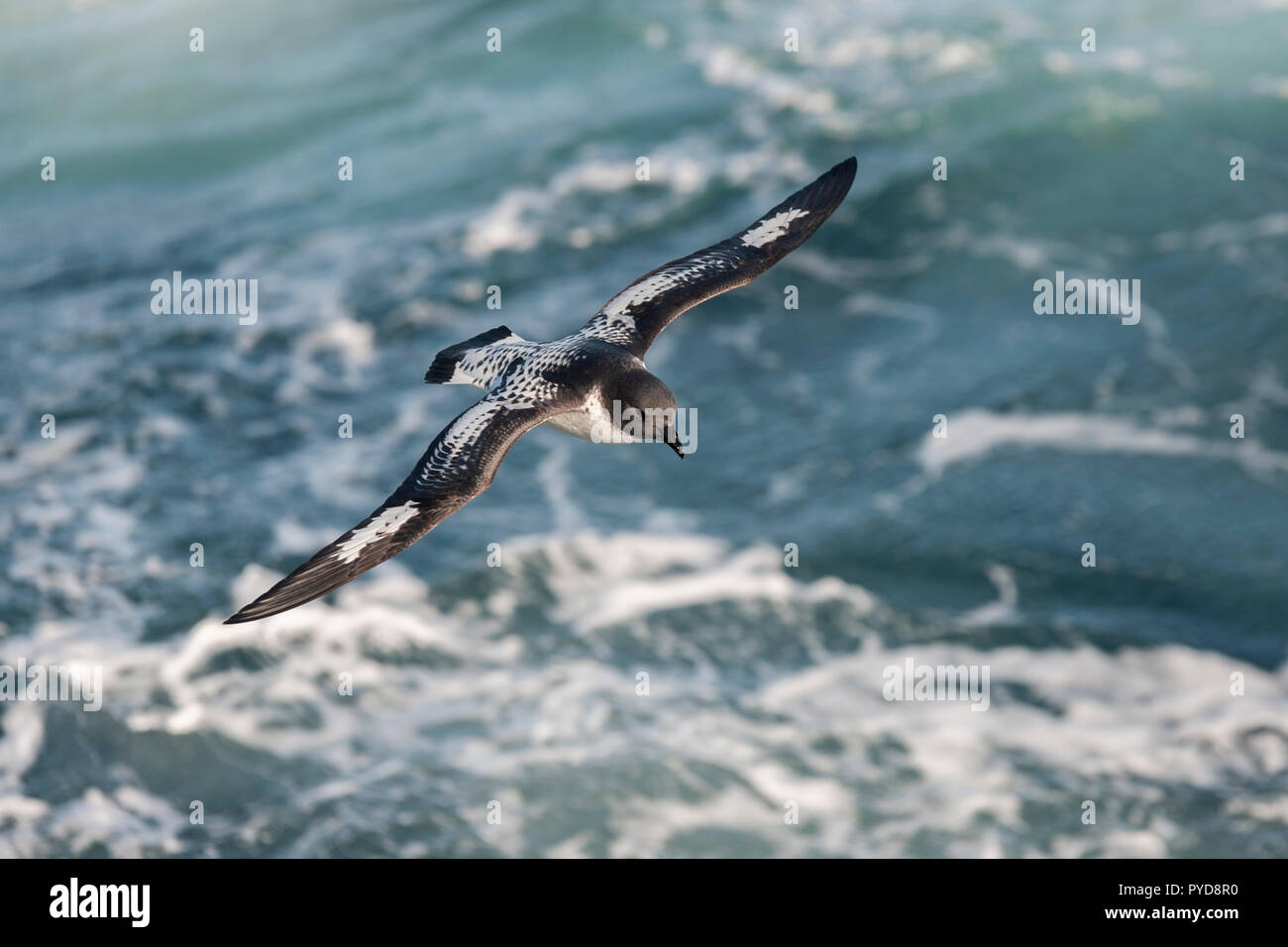 Kap petrel fliegen Flügel über den südlichen Ozean Antarktis öffnen Stockfoto