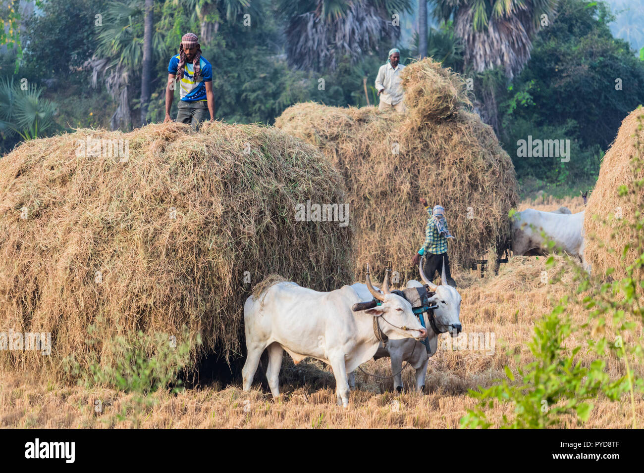 Indische Bauern, die in ihre Landwirtschaft feild, am frühen Morgen in anegundi Stockfoto