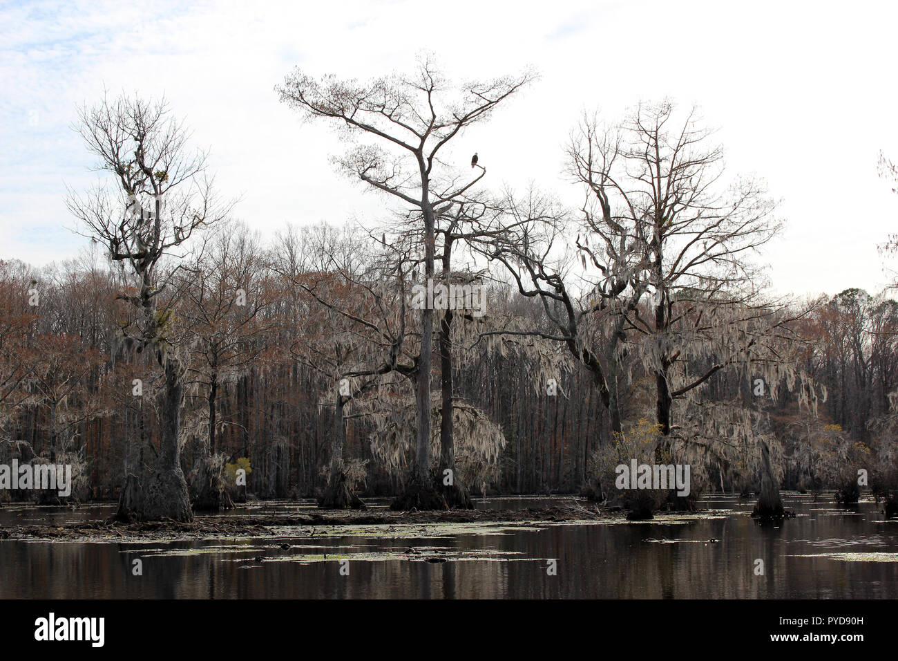 Händler Mill Pond State Park, in der Nähe von Elizabeth City, North Carolina Stockfoto