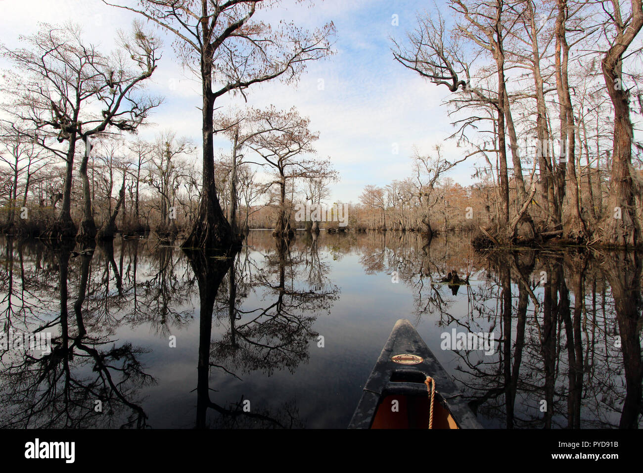 Händler Mill Pond State Park, in der Nähe von Elizabeth City, North Carolina Stockfoto