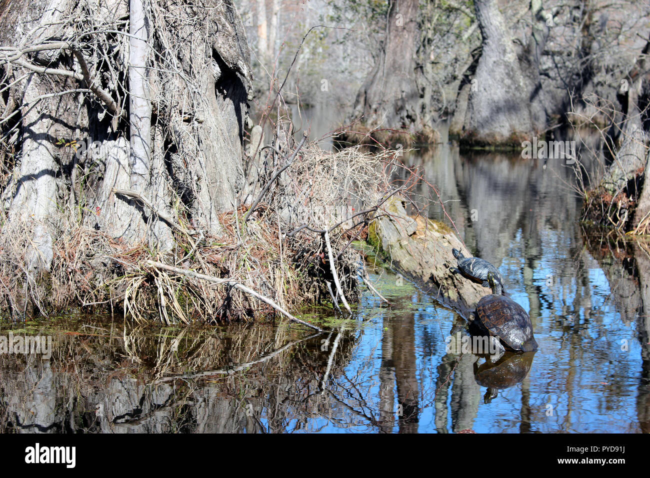 Schildkröten klammern sich an Treibholz an Kaufleute Mühlteich State Park, in der Nähe von Elizabeth City, North Carolina Stockfoto