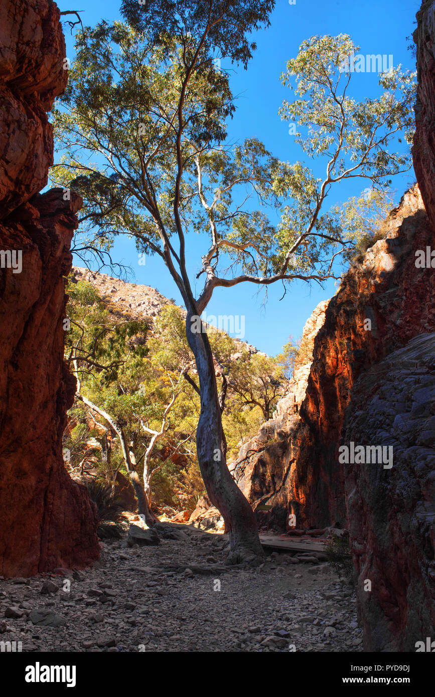 Standley Chasm, West MacDonnell Ranges National Park, Northern Territory, Australien Stockfoto