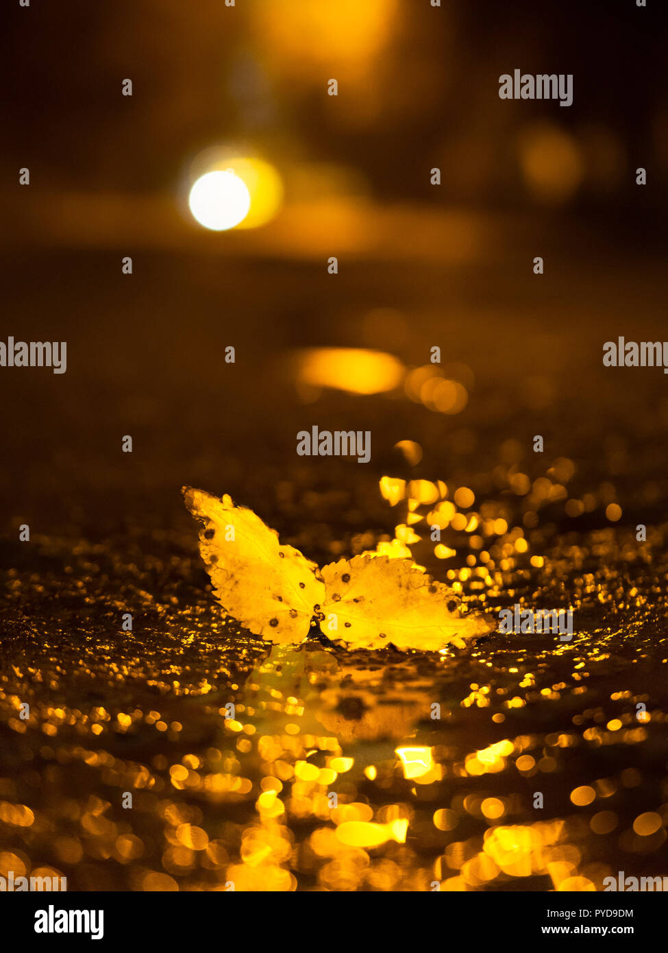 Gefallenen Gelb Blatt Auf Der Pfutze Auf Herbst Weg Und Eine Reflektierende Gelbe Strassenlampen Stockfotografie Alamy