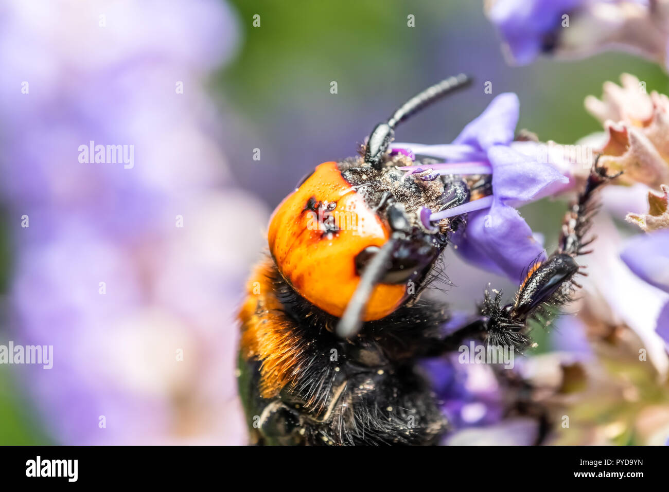 Japanische Riese Hornisse (Vespa Mandarinia Japonica) Sammeln Blütenpollen Stockfoto