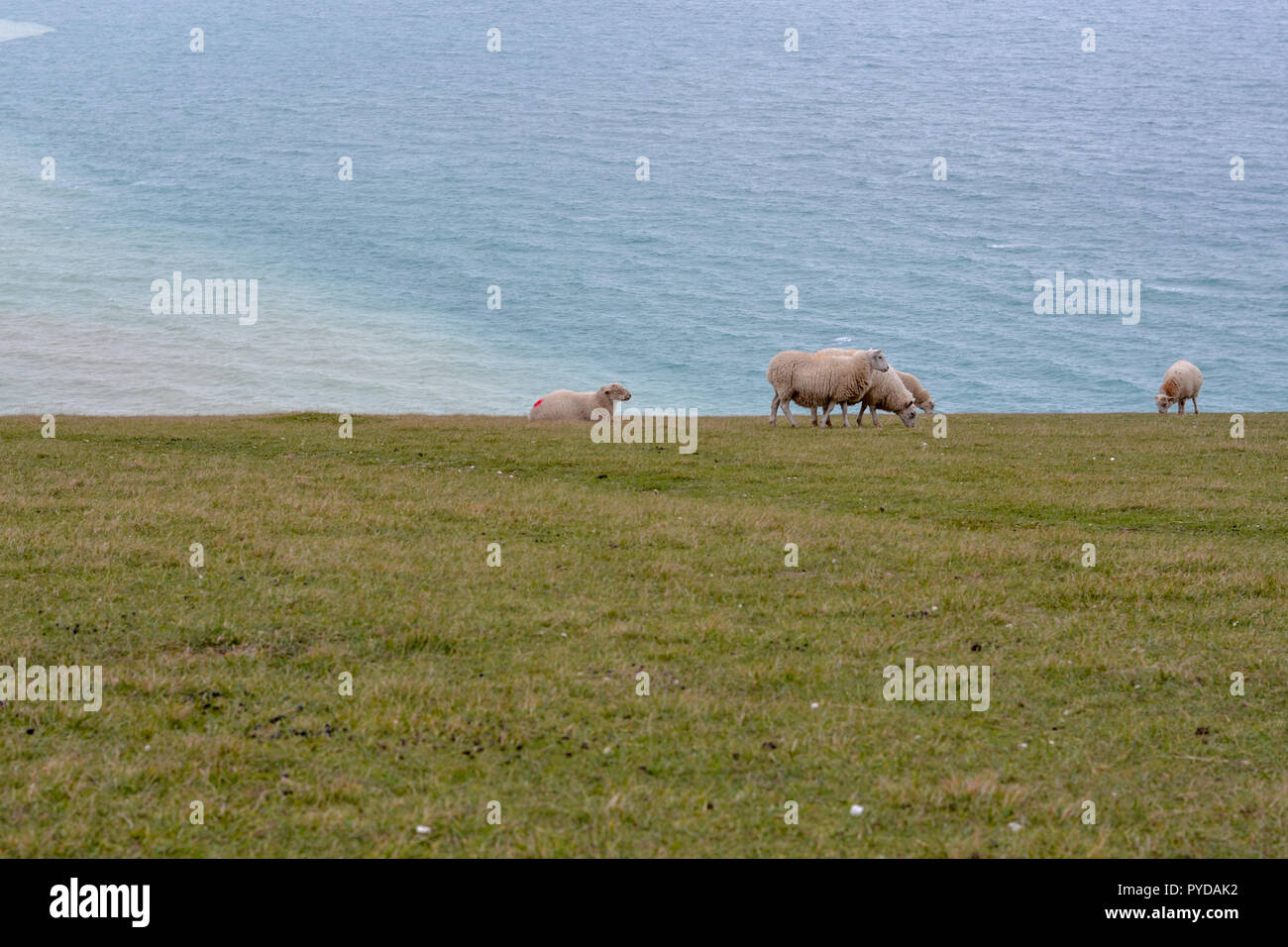 Schafe auf die Sieben Schwestern mit dem Meer im Hintergrund. Stockfoto