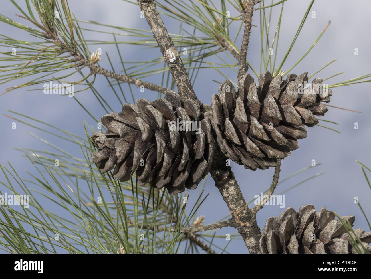 Türkische Kiefer oder Kalabrischen Kiefern, Pinus brutia; weibliche Zapfen am Zweig. Rhodos. Stockfoto