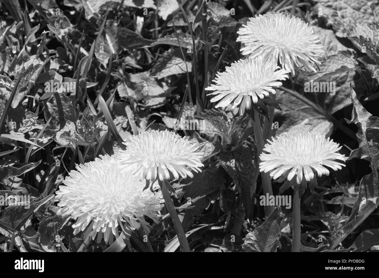 Foto von einer blühenden Löwenzahn, die Gattung der mehrjährige krautige Pflanzen der Familie der Astropeus oder der Complexaceae (Asteraceae) Stockfoto