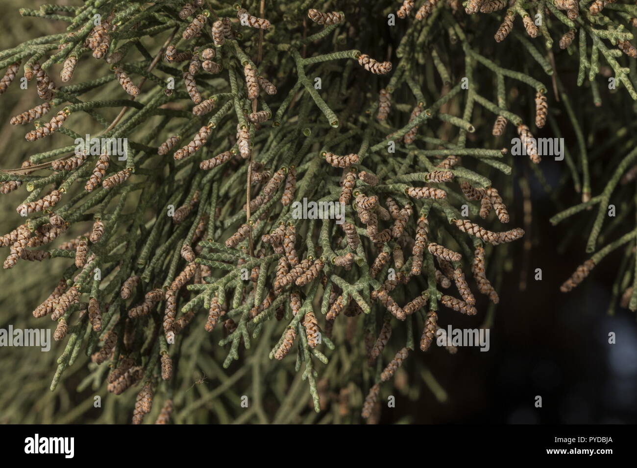 Italienische Zypresse Cupressus sempervirens - männliche Blüten mit Pollen. Rhodos. Stockfoto