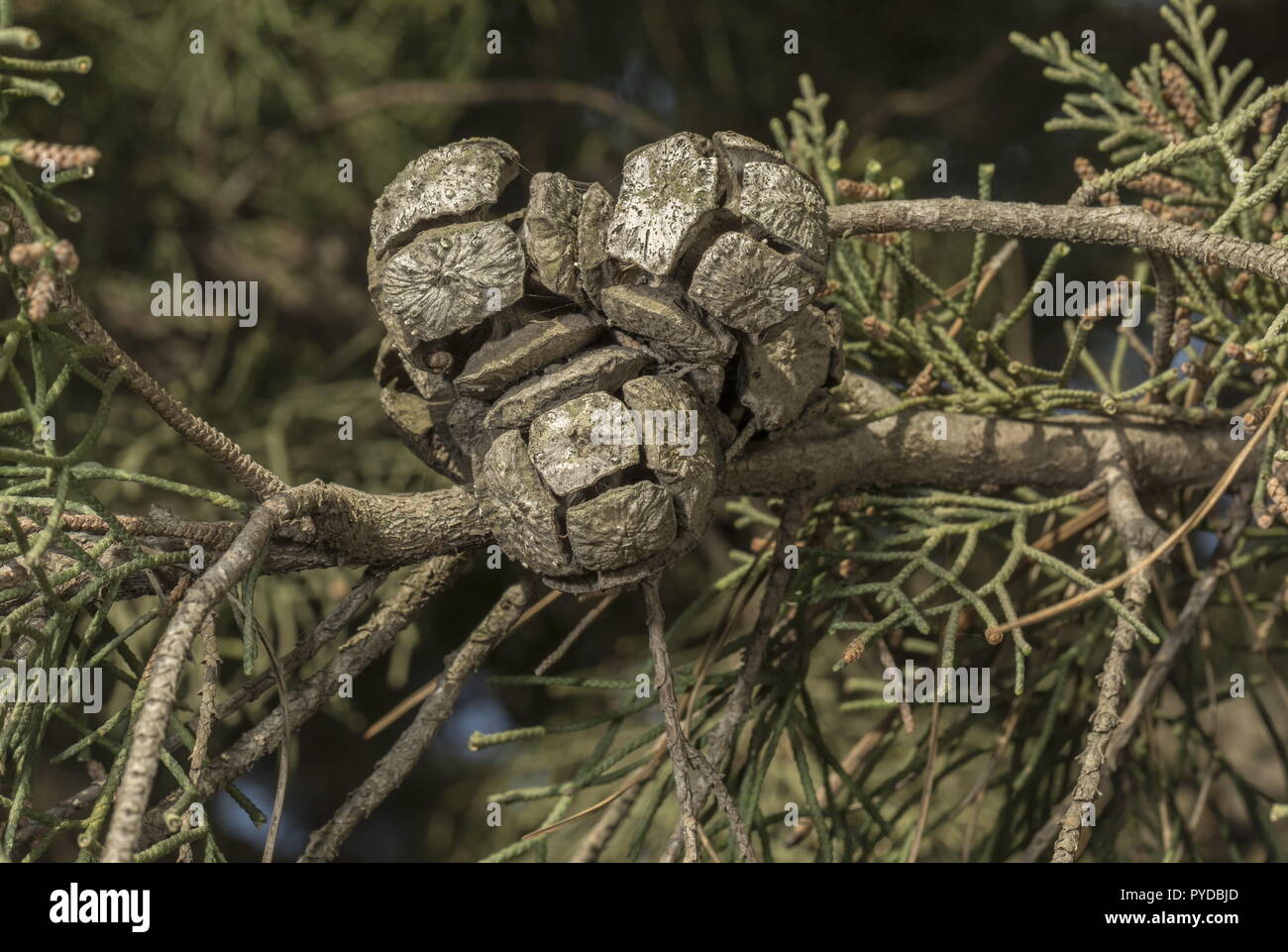 Italienische Zypresse Cupressus sempervirens, weiblichen Zapfen am Zweig. Rhodos. Stockfoto