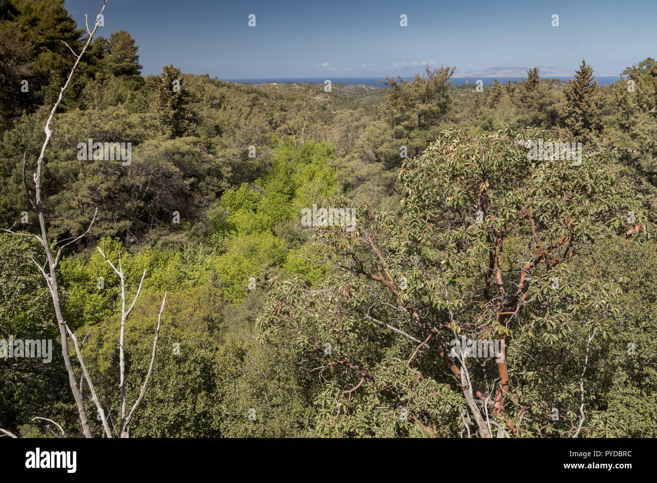 Die petaloudes Tal in Rhodos, mit Liquidambar orientalis in der unteren, und die östliche Erdbeere Baum im Vordergrund. Stockfoto
