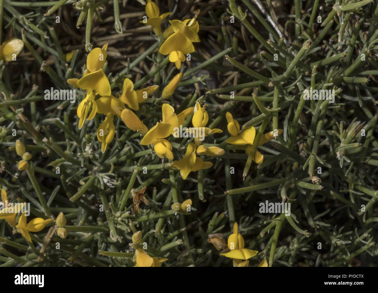 Dornige Besen, Genista acanthoclada, in der Blume in der Garrigue, Rhodos. Stockfoto
