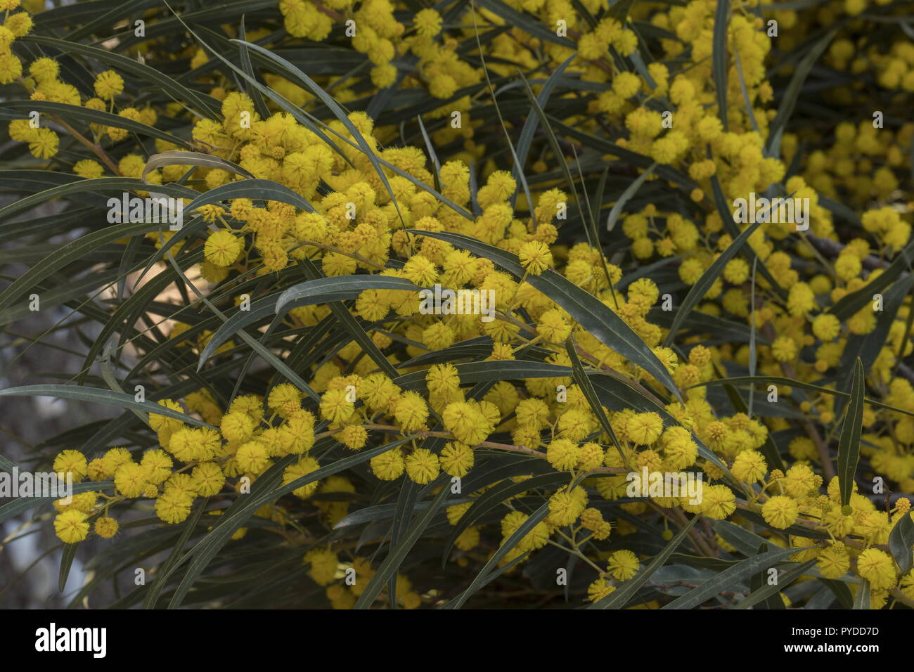Coojong oder goldenen Kranz wattle, Acacia saligna in voller Blüte. Stockfoto