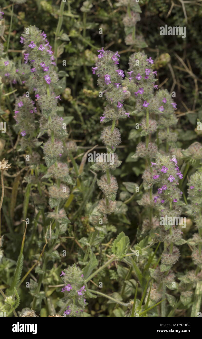 Eine aromatische Sub-Strauch, Micromeria nervosa in Blume in der Garrigue, Rhodos. Stockfoto