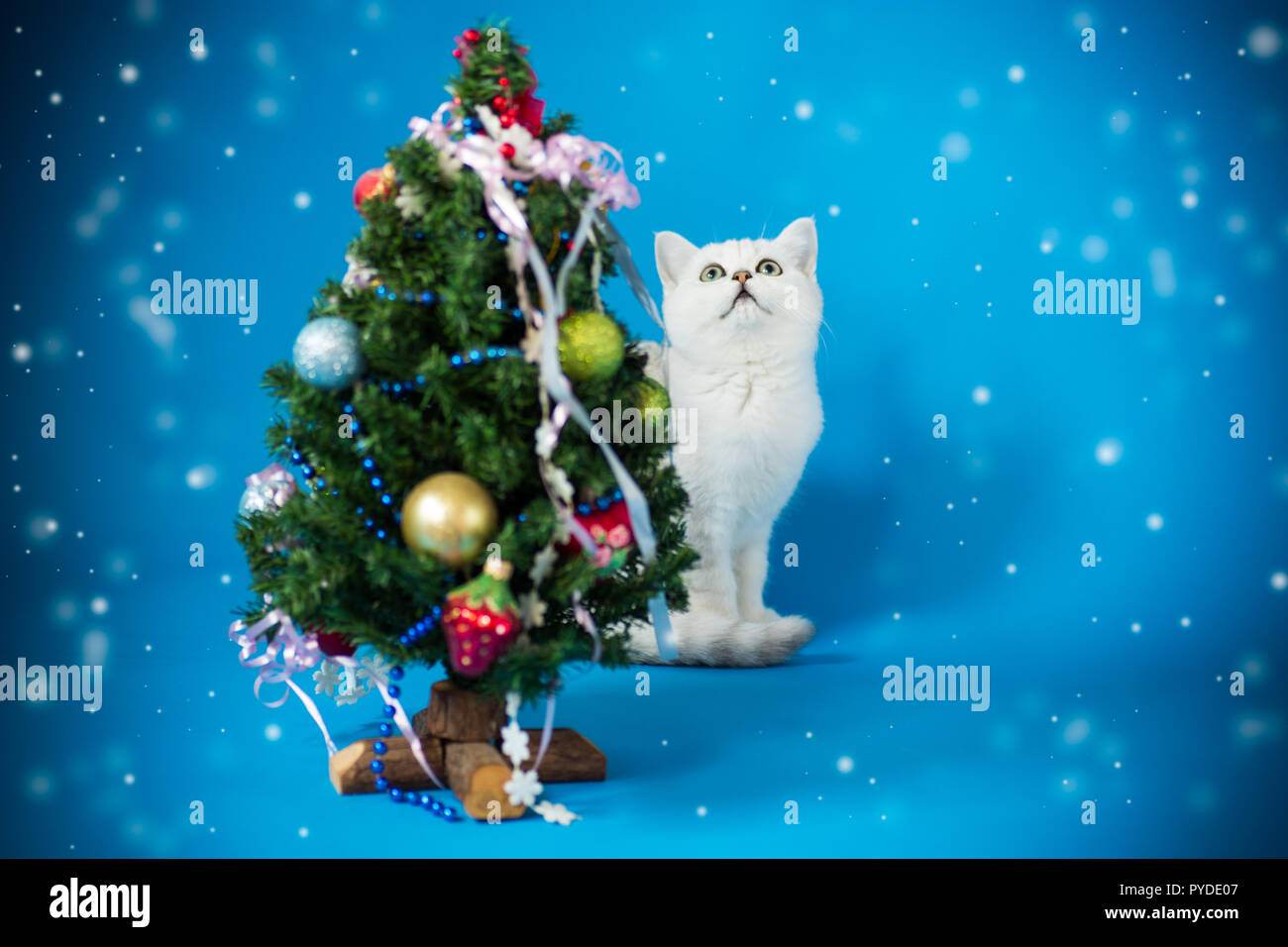 Kleine Katze mit einem Weihnachtsbaum mit Spielzeug Stockfoto