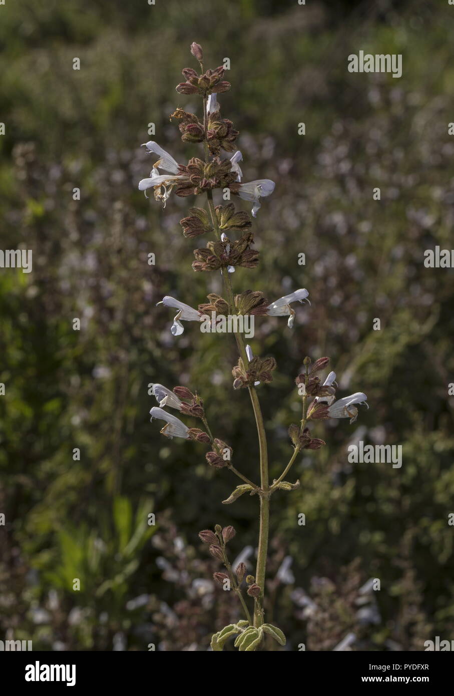 Griechische sage, Salvia fruticosa in Blume, Rhodes. Stockfoto