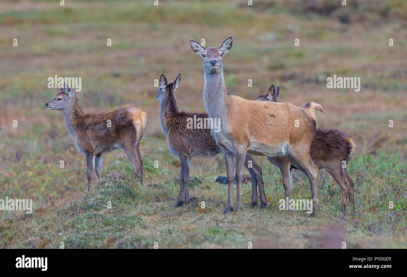 Red deer Hirschkuh oder doe mit drei Kitze zu Fuß in den Highlands von Schottland, Großbritannien. Wissenschaftlicher Name: Cervus Elaphus. Auf der Suche nach vorne. Horizontale. Stockfoto