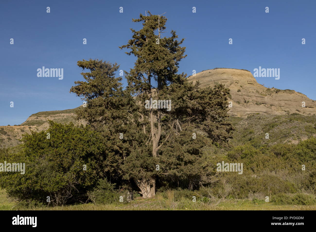 Italienische Zypresse Cupressus sempervirens alter Baum, Wald Überrest, im Süden von Rhodos. Stockfoto