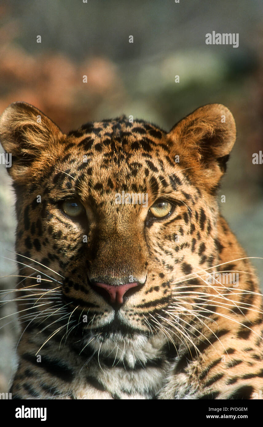 Amur Leopard, Großkatzen, Asien, Captive Stockfoto