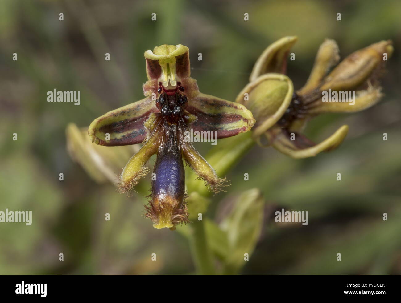 König Ferdinand, Orchidee, Ophrys regis ferdinandii, in Blüte im Frühjahr, Rhodes. Stockfoto
