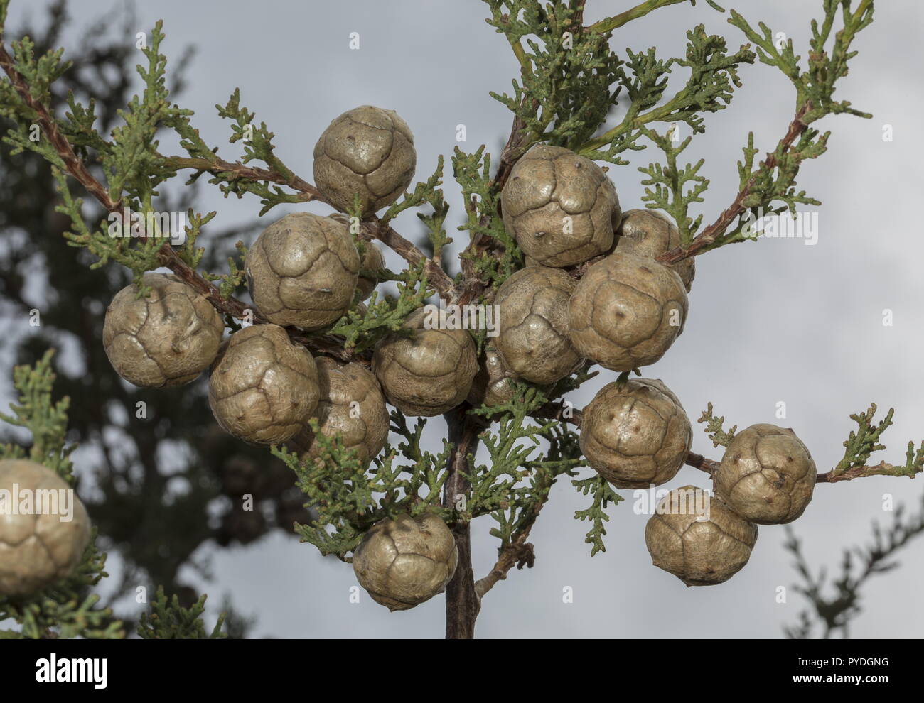 Italienische Zypresse Cupressus sempervirens, weiblichen Zapfen am Zweig. Rhodos. Stockfoto