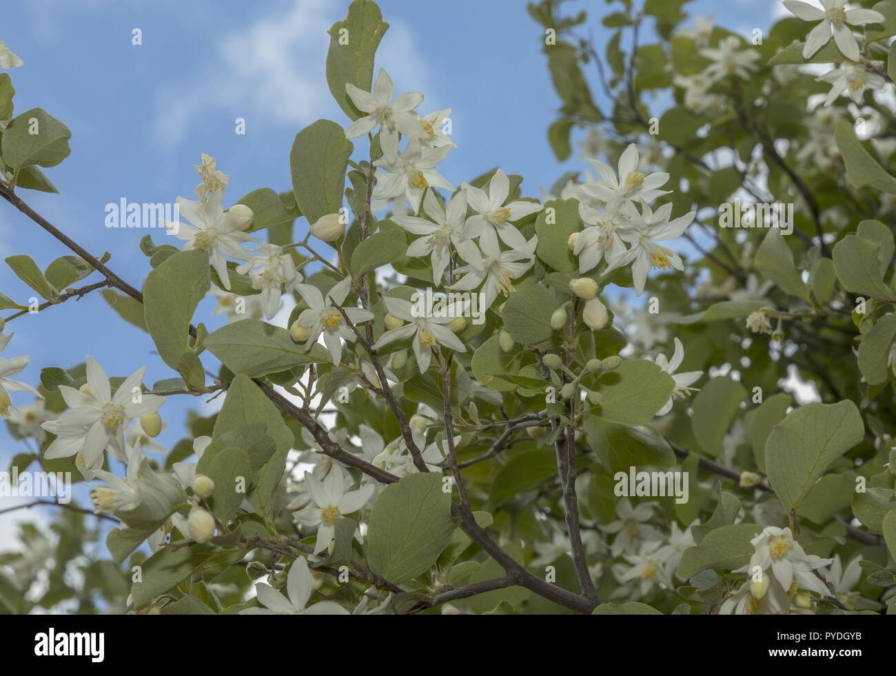 Storax oder snowbell Baum, Styrax officinalis, in Blüte im Frühjahr, Rhodes. Stockfoto