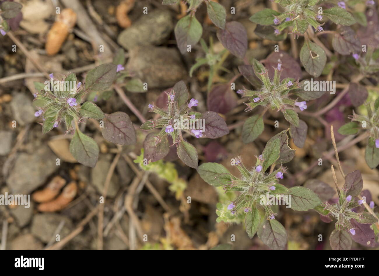 Runde-leaved Bergminze, Clinopodium graveolens ssp. Rotundifolium, in der Blume auf der Serpentine, Rhodos. Stockfoto