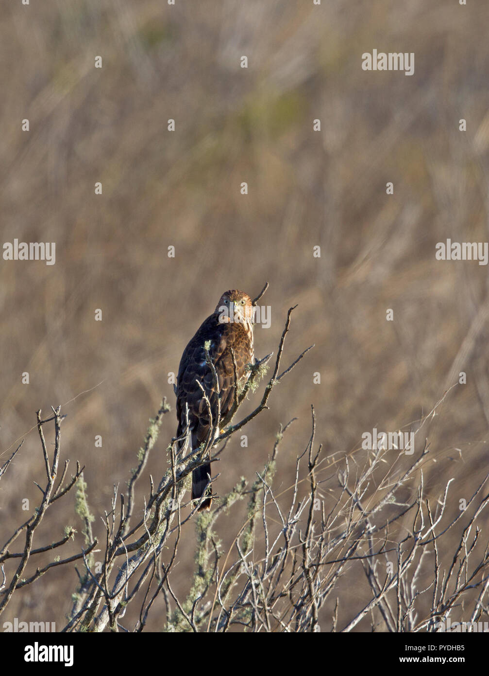 Cooper's Hawk Juvenile Stockfoto