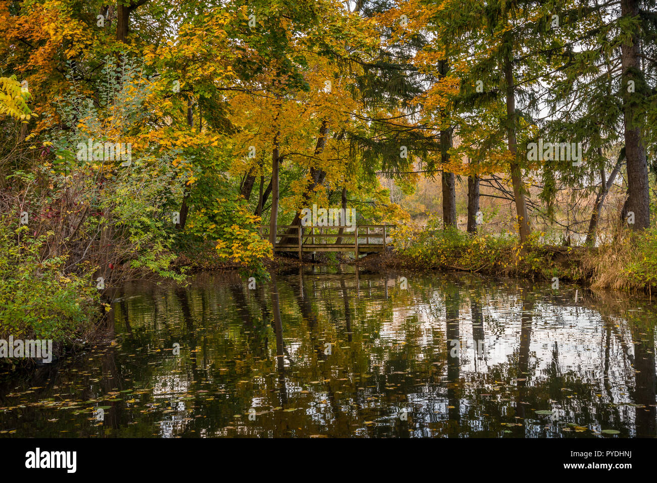 Teich im Herbst Park mit Bäumen spiegeln sich darin Stockfoto
